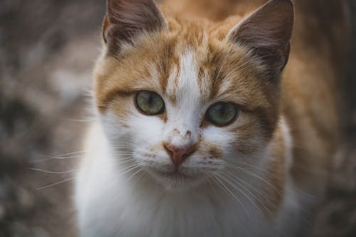 Foto profissional grátis de animal, animal de estimação, bigodes de gato