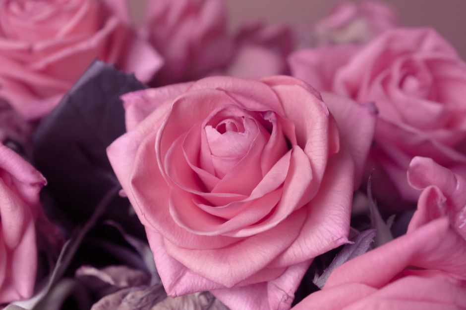 Vibrant pink roses - remote distance healing