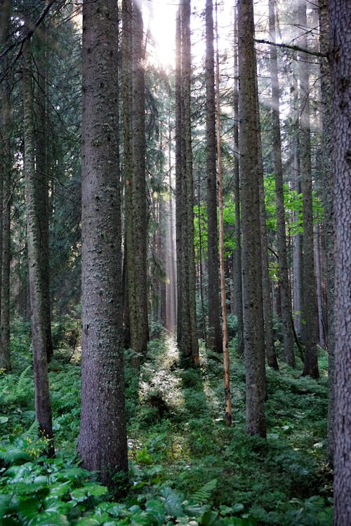 Photos gratuites de arbres, carpates, forêt de gir