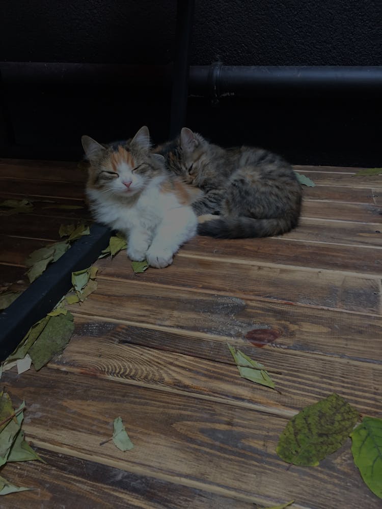 Cat And Kitten Lying Down On Stairs