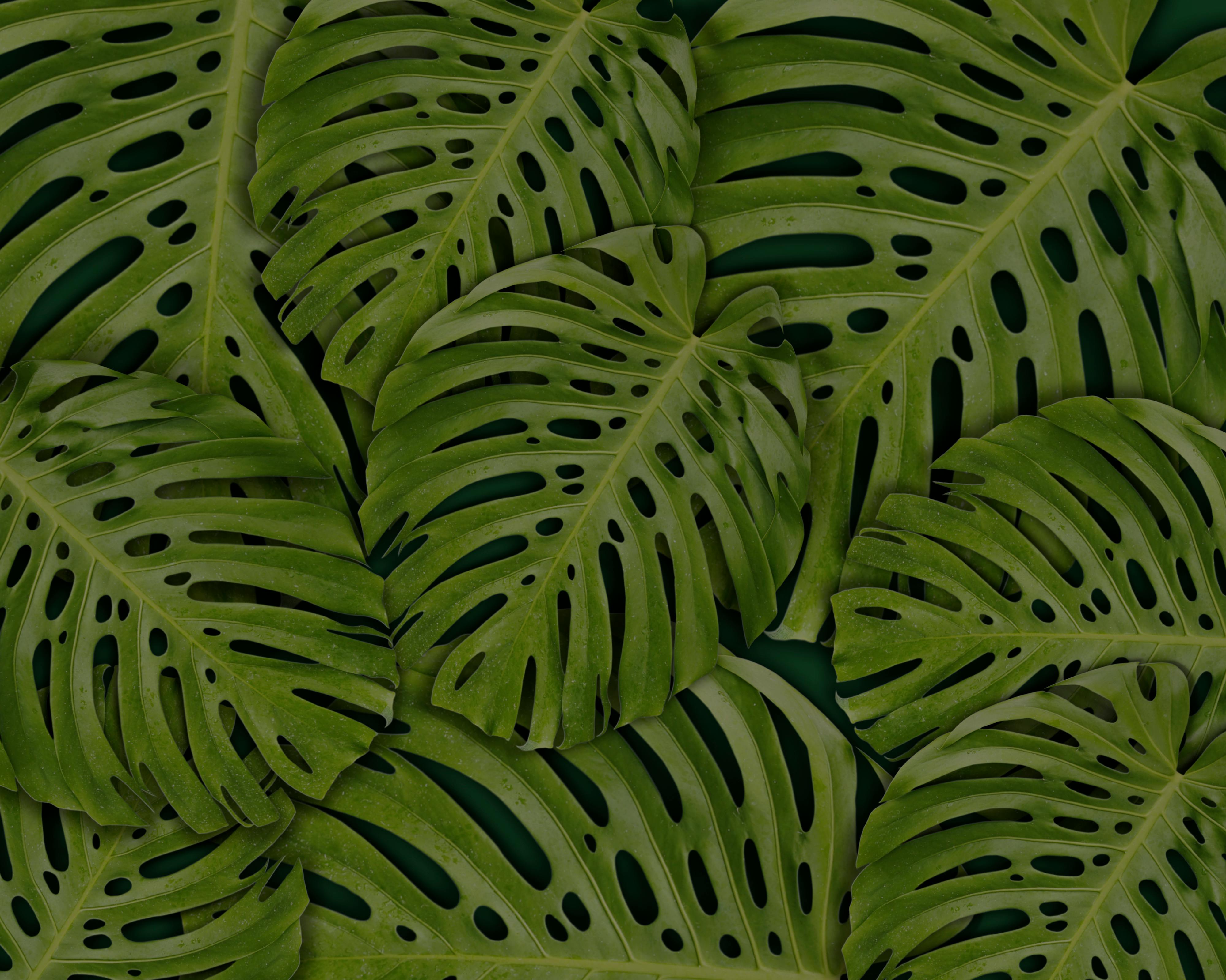 full frame photo of monstera leaves