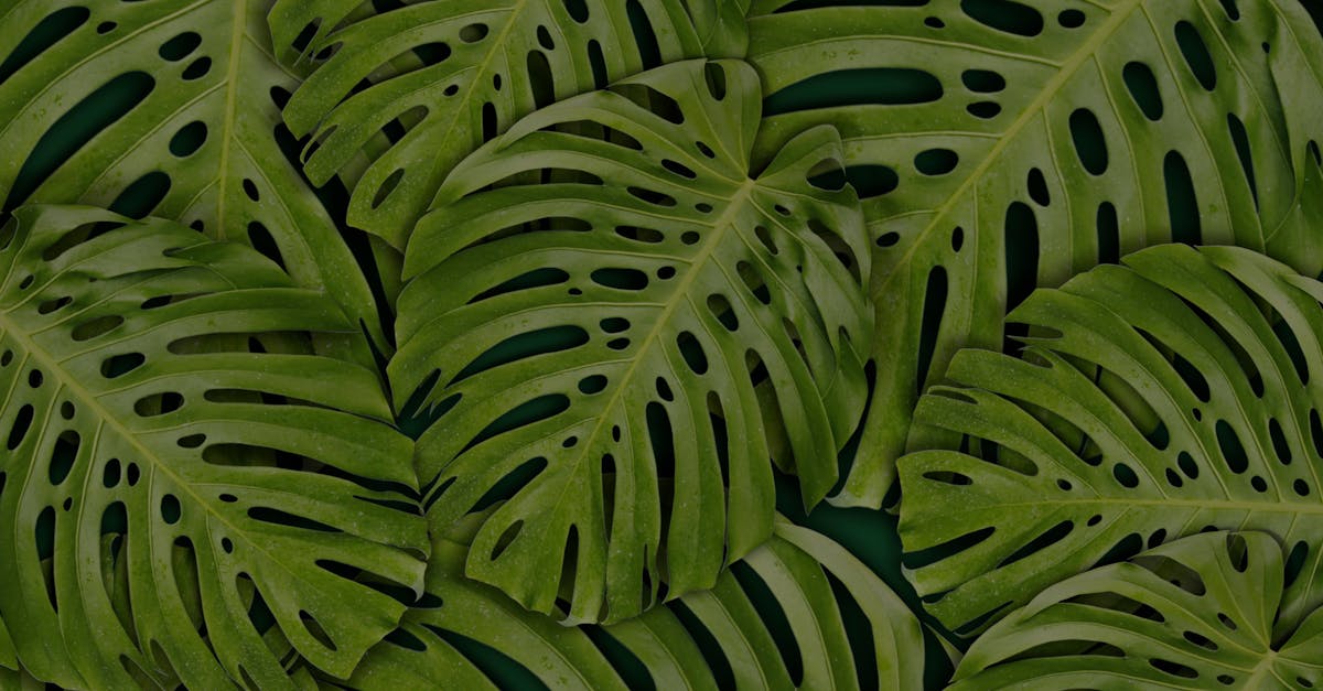 Elijah and the Prophets of Baal: Confronting Idolatry – 1 Kings 18 – Witness the Ultimate Divine Showdown Elijah and the Prophets of Baal: Confronting Idolatry – 1 Kings 18 – Witness the Ultimate Divine Showdown