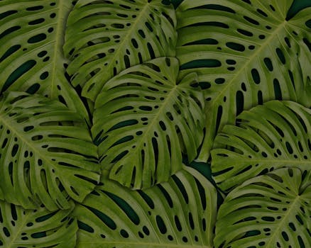 Close-up of vibrant green monstera leaves creating a lush botanical wallpaper.