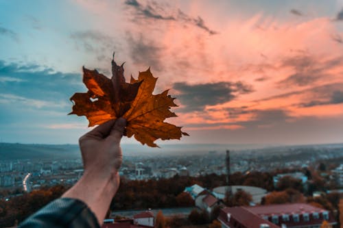 Person Holding Brown Leaf