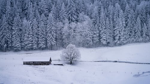 Aerial View of Snow Covered Trees