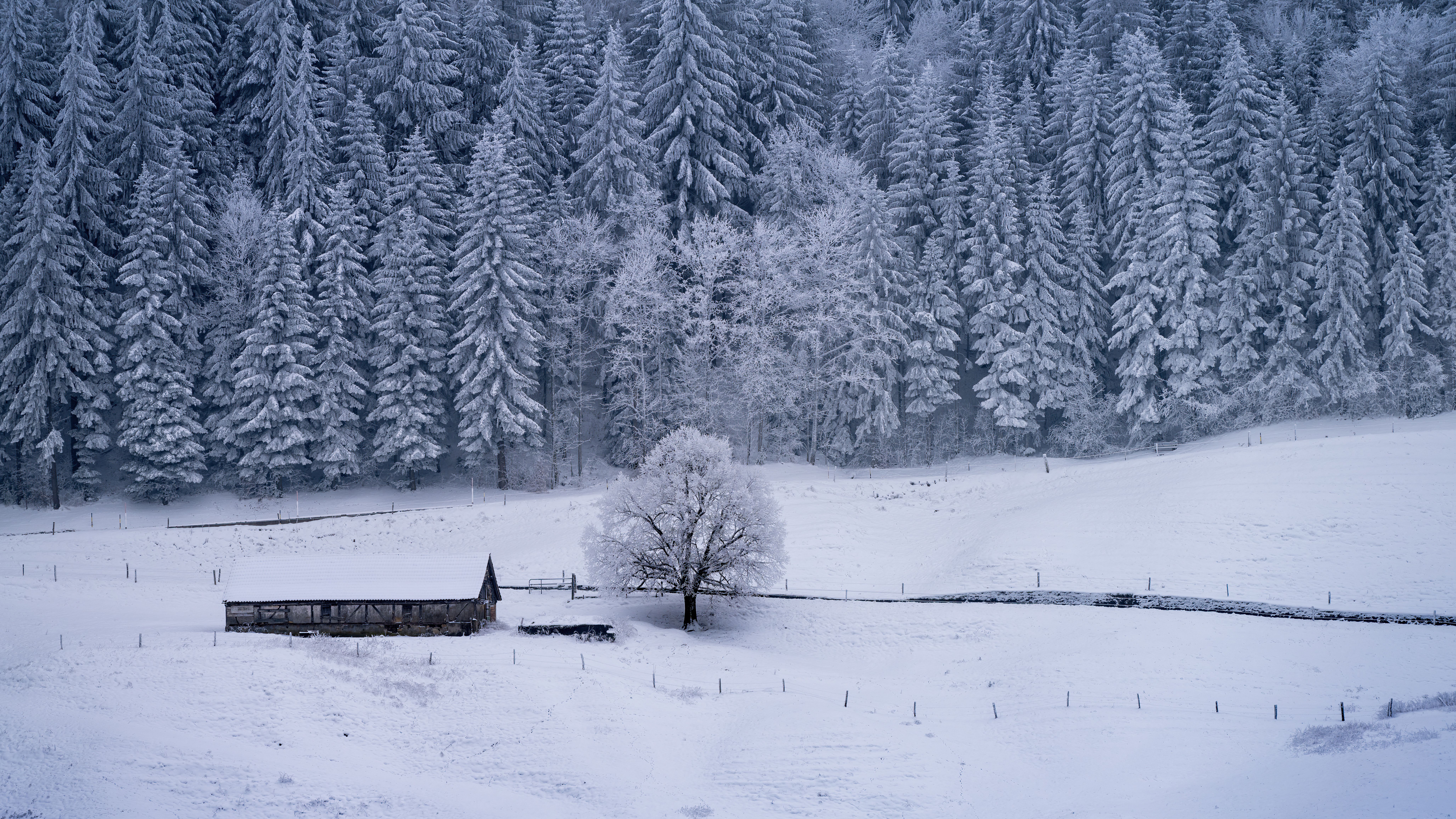 Aerial View of Snow Covered Trees · Free Stock Photo