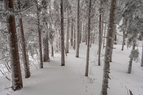 Photo of Pine Trees Covered with Snow