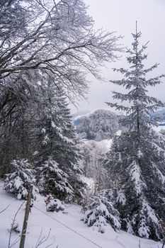 A peaceful winter scene featuring snow-covered evergreens in a dense forest setting.