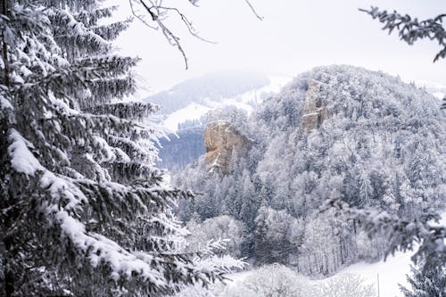ฟรี คลังภาพถ่ายฟรี ของ การถ่ายภาพธรรมชาติ, ต้นไม้, ต้นไม้มีหิมะปกคลุม คลังภาพถ่าย