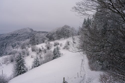 Безкоштовне стокове фото на тему «гора, дерева, зима» стокове фото