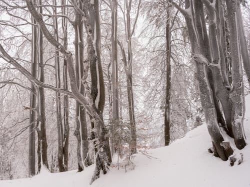 Foto profissional grátis de árvores nuas, coberto de neve, inverno