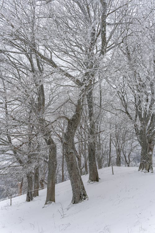 Snow on Trees in Forest