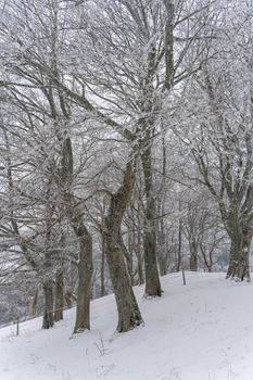 A tranquil snowy forest landscape with frosted trees in a serene winter setting.