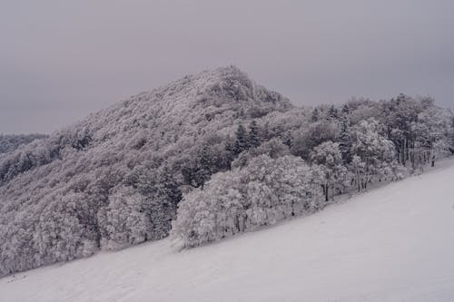 Photo of Trees on Snow Covered Mountain