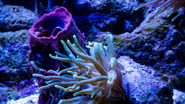 Detailed close-up of colorful coral reef and sea anemone in a vibrant underwater scene.