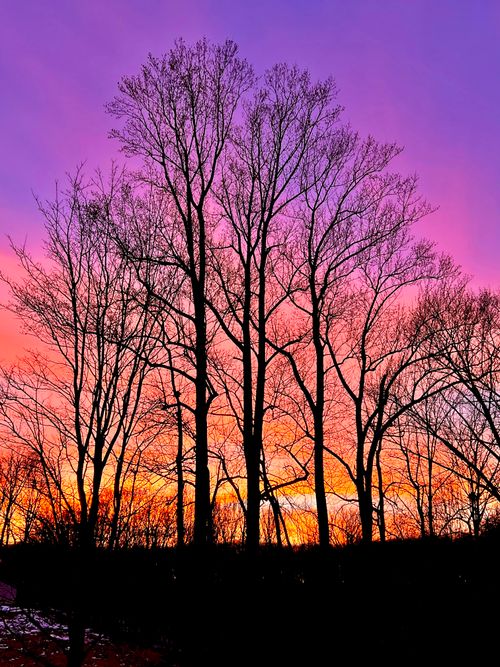 Free Sunset Veins Stock Photo
