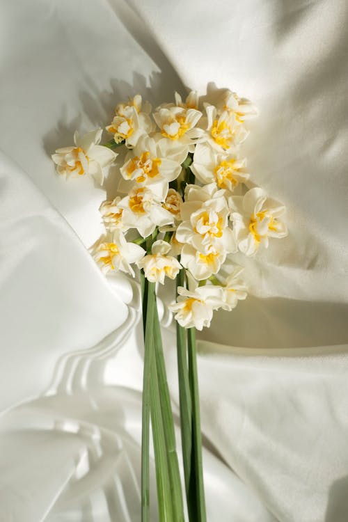 Fotos de stock gratuitas de floraciones, flores, fotografía de boda