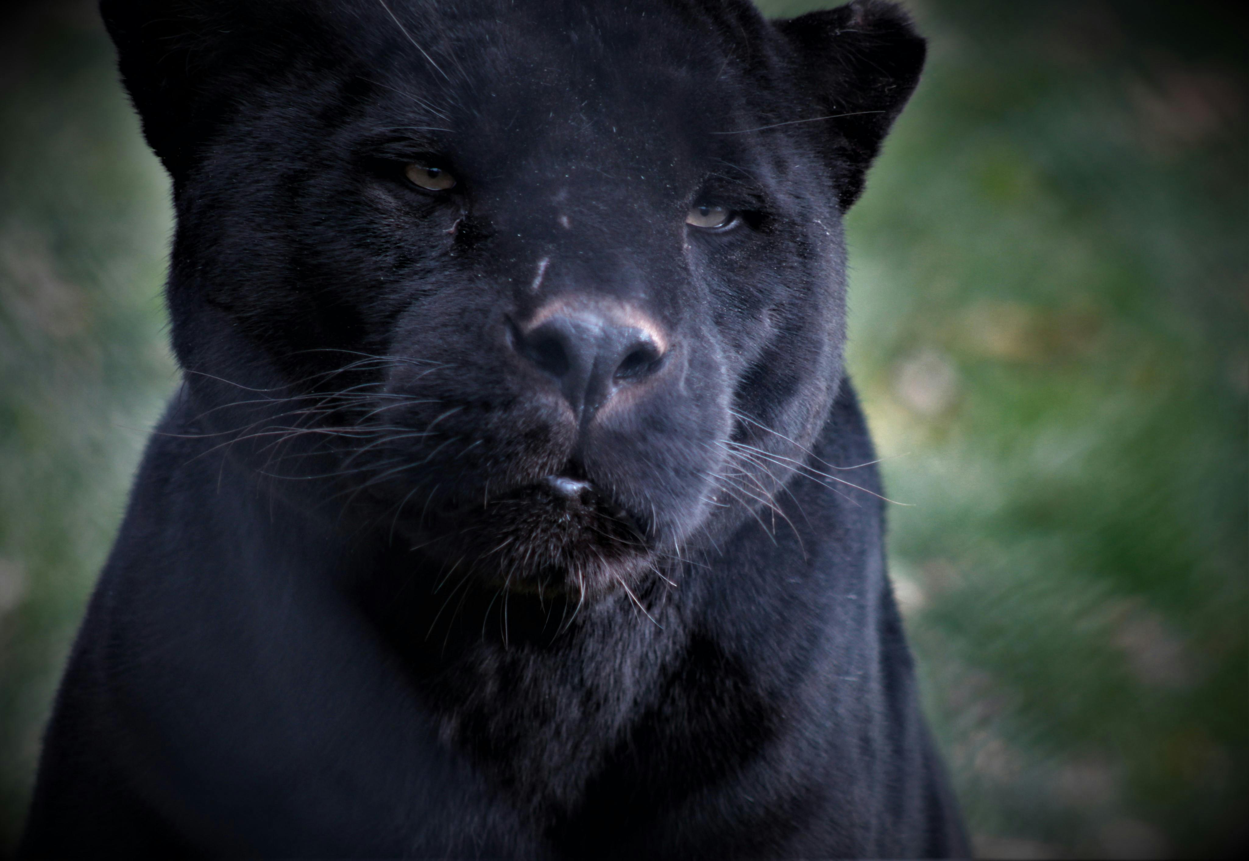 Foto Stok Gratis Tentang Harimau Kumbang Leopard Macan Tutul