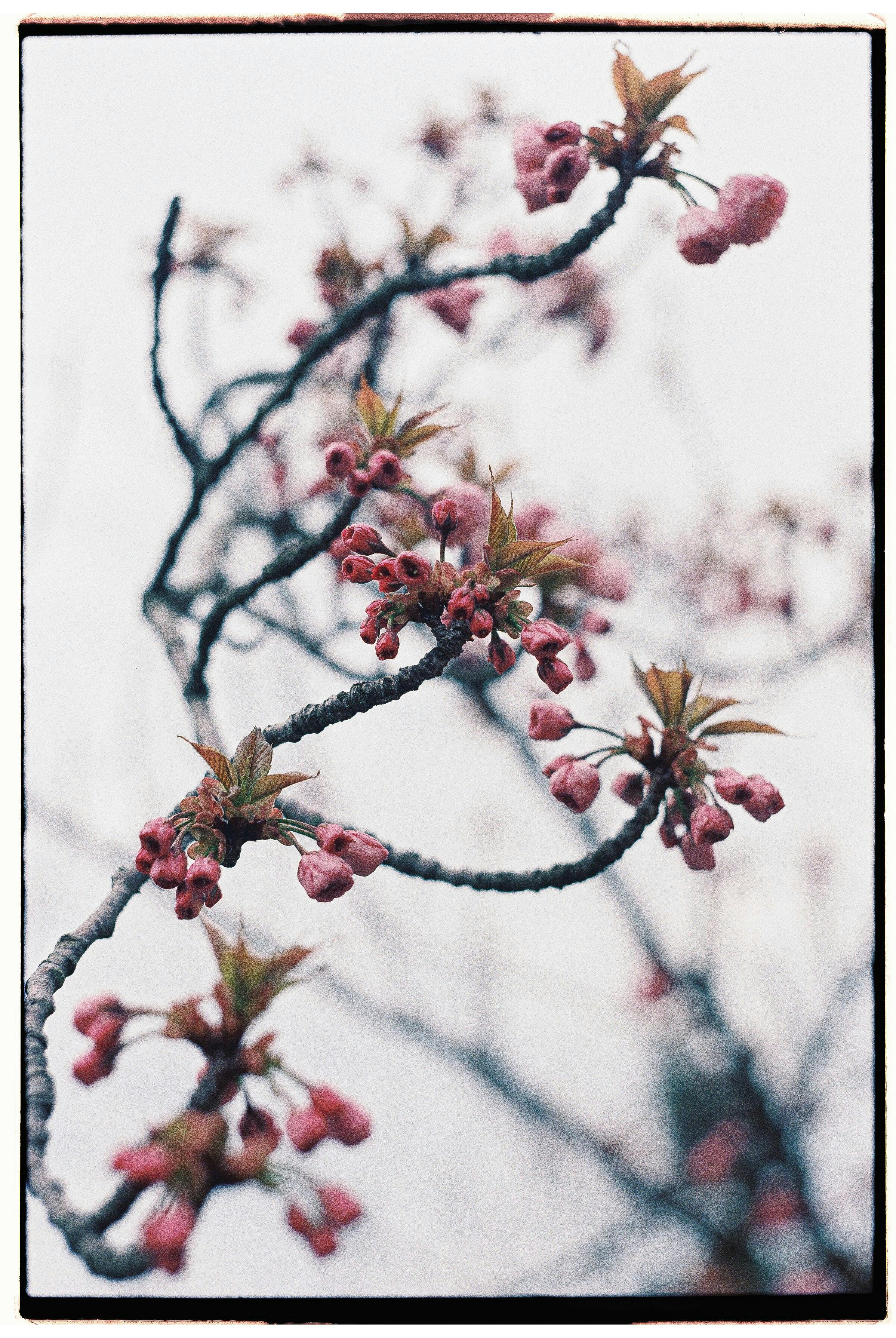 Artistic close-up of cherry blossoms with a soft pastel tone, showcasing nature's beauty in spring.