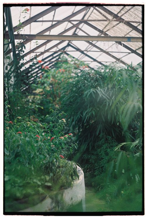 Free Explore a vibrant greenhouse bursting with lush greenery and colorful flowers. Stock Photo