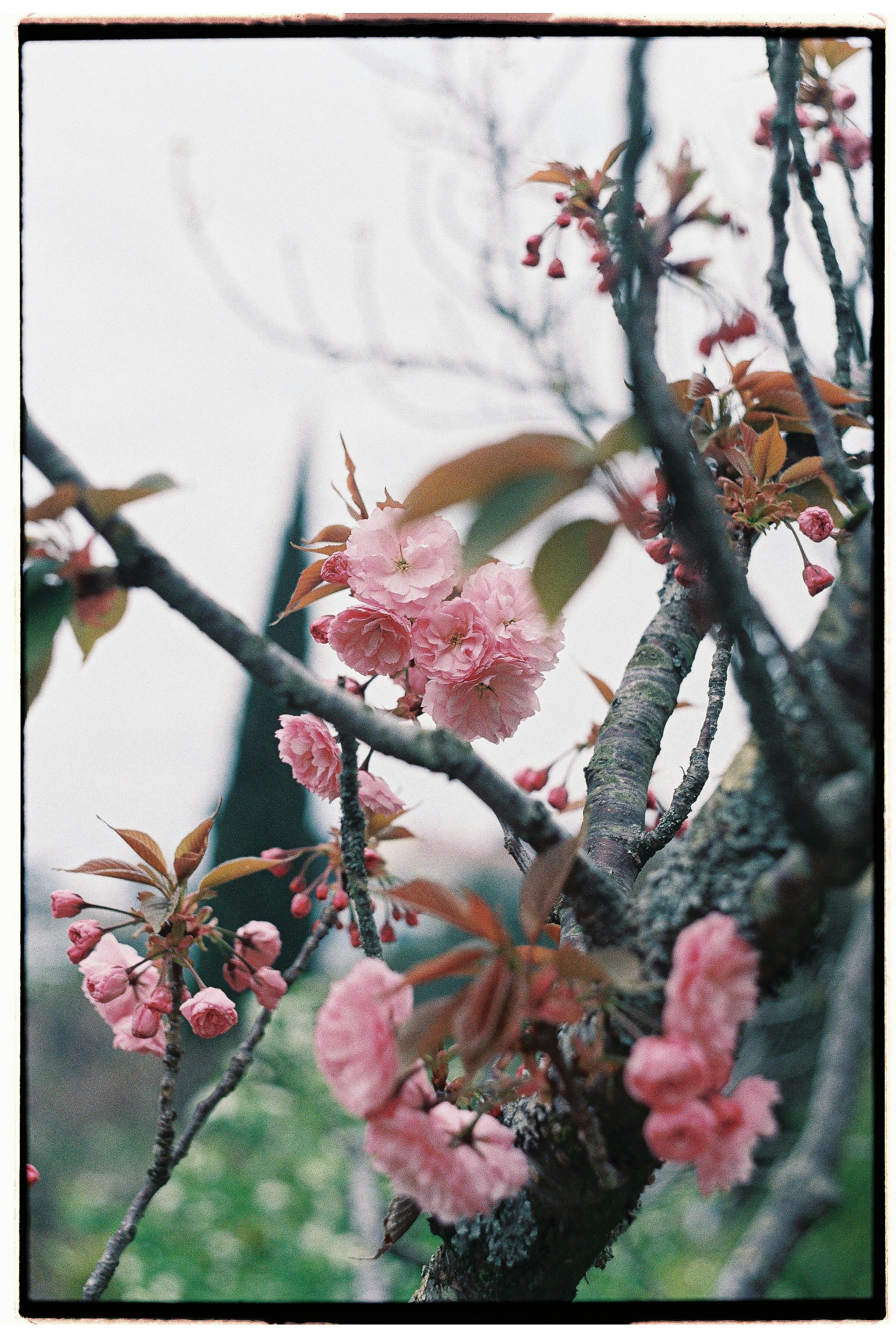 Close-up of delicate cherry blossoms on branches, capturing spring's vibrant bloom.