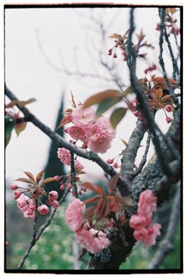Free Close-up of delicate cherry blossoms on branches, capturing spring's vibrant bloom. Stock Photo