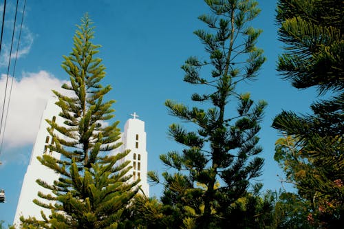 하얀 성당을 볼 수있는 소나무의 로우 앵글 사진