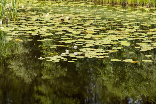 Free stock photo of beautiful nature, green, lake