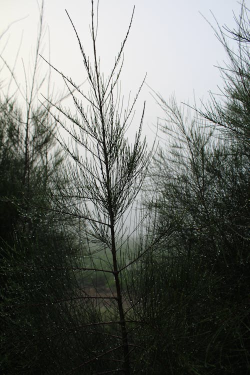 Wet Conifer Trees on a Field 