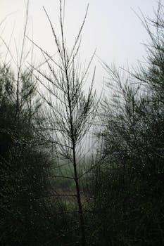 Moody forest scene with dewdrops on pine trees in a misty, overcast setting.