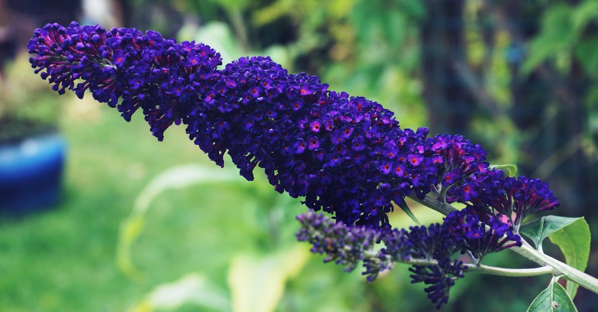 Free stock photo of buddleia, floral, flowers