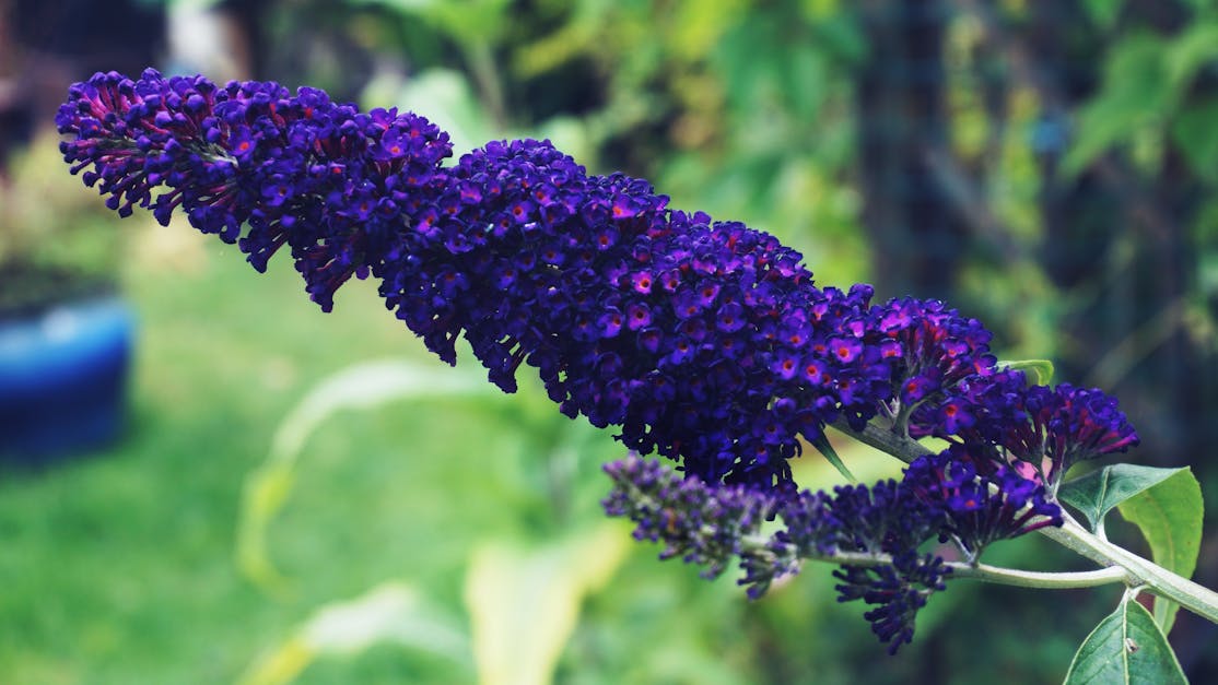 Free stock photo of buddleia, floral, flowers