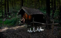 一名男子在森林小屋外吹奏萨克斯管，附近有鹅