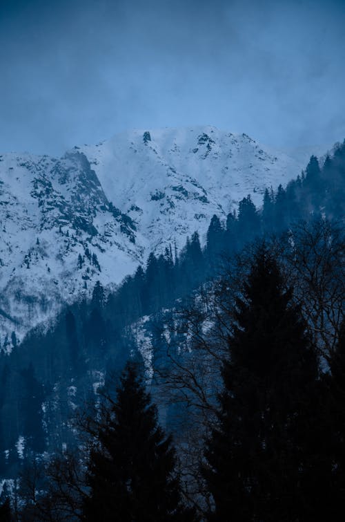 Landscape of Snowy Rocky Mountains and Conifer Trees