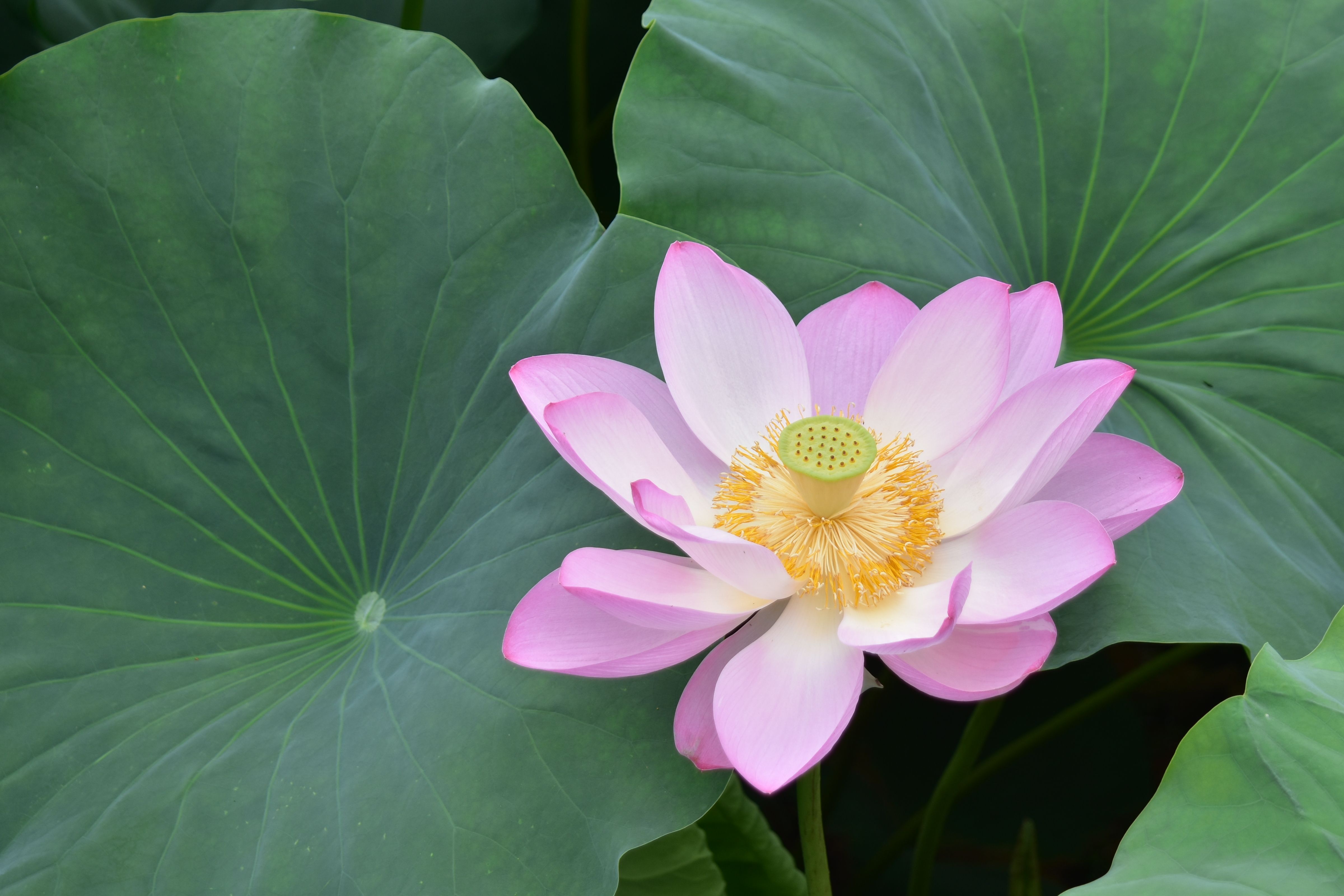 Close-up of a vibrant pink lotus flower with lush green leaves.
