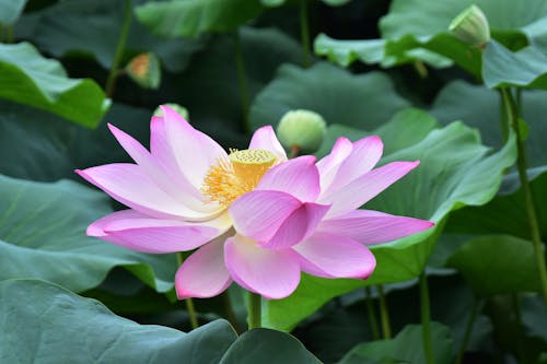Gratis arkivbilde med 'indian lotus', blomst, blomsterfotografering