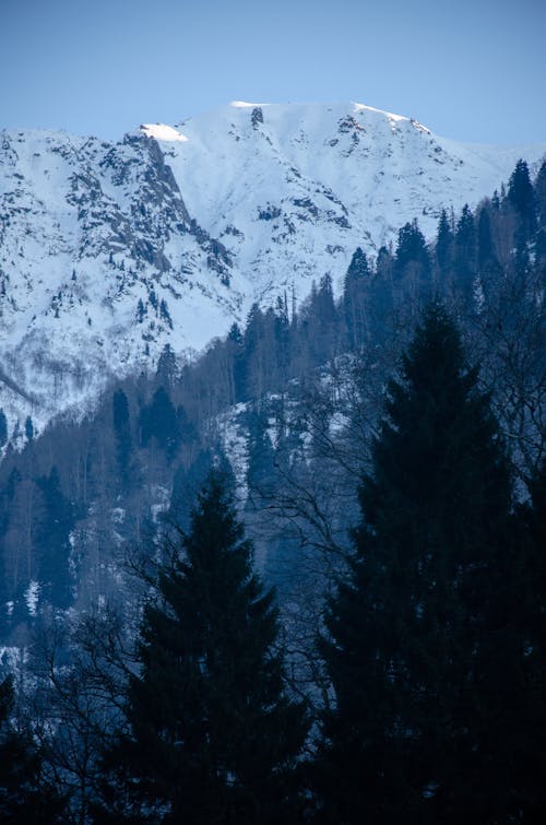 Landscape of Snowy Rocky Mountains and Conifer Trees