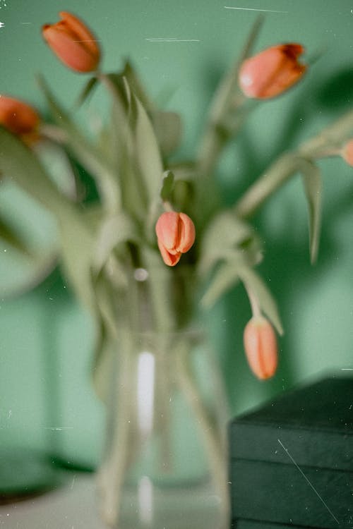 Darmowe zdjęcie z galerii z flora, fotografia kwiatowa, kwiat