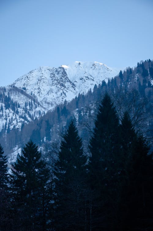 Imagine de stoc gratuită din arbori, arbori veșnic verzi, cer senin