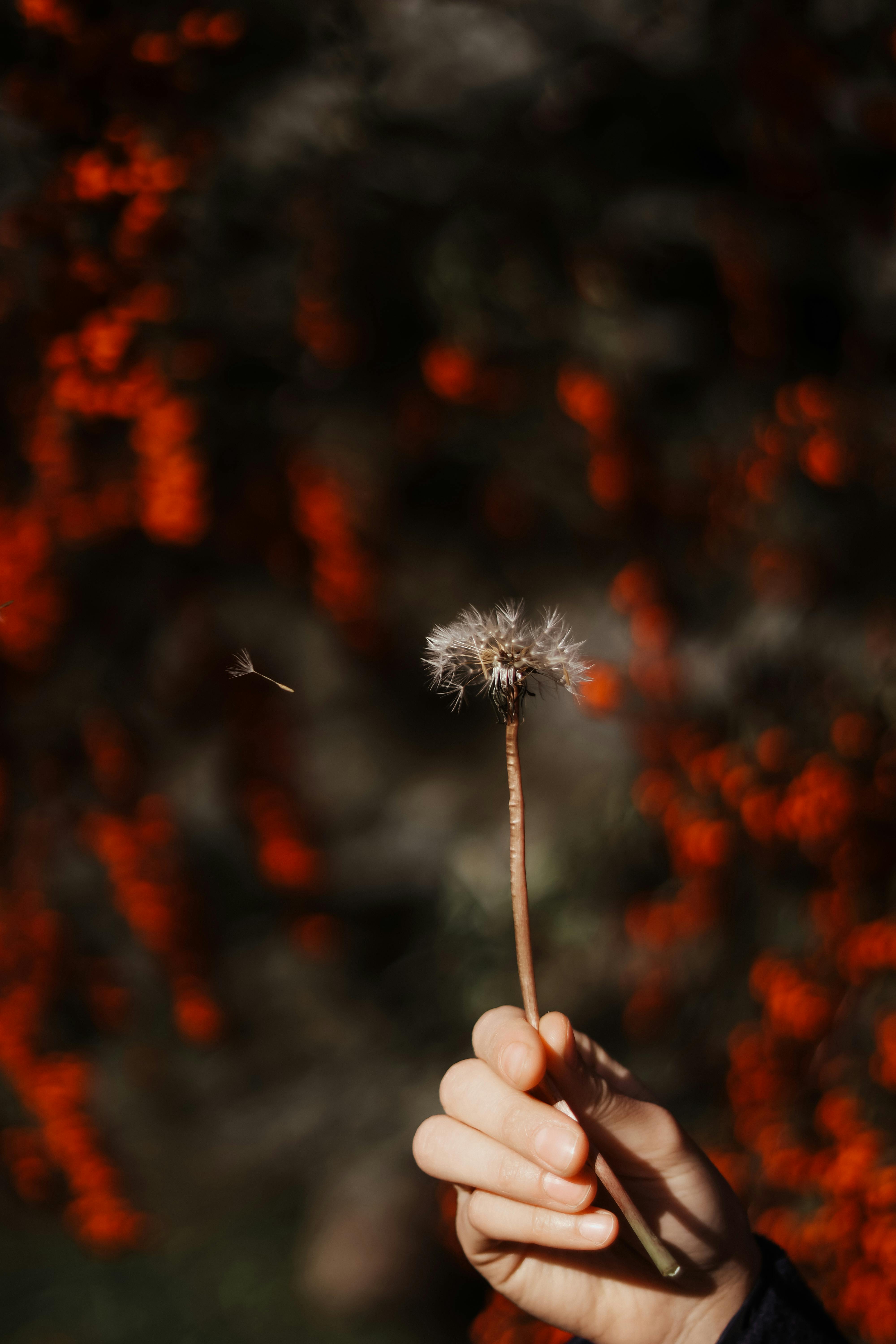 Close-up of a hand holding a dandelion against a vibrant autumnal red background.