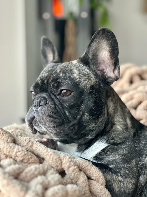 Close-Up Shot of a French Bulldog 