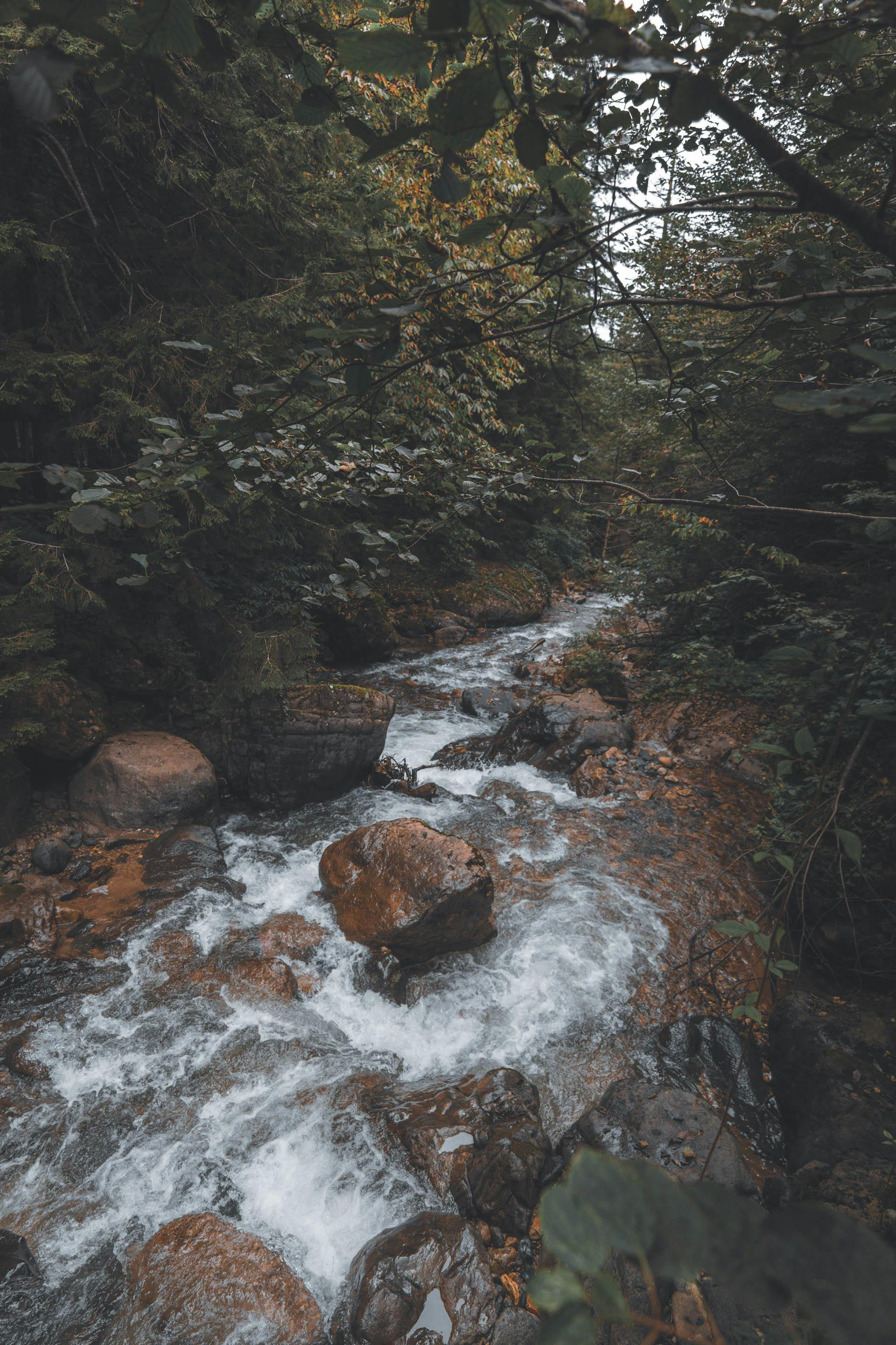 Serene forest stream flowing over rocks in Trabzon, Türkiye, surrounded by lush greenery.
