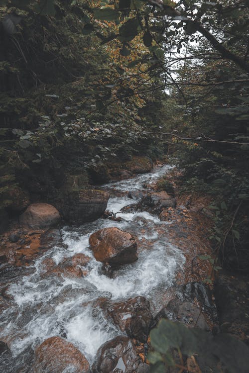 A Rocky Stream in a Forest 