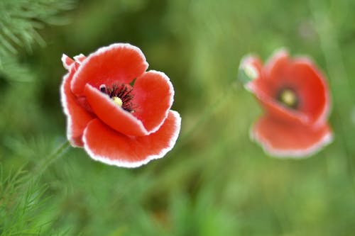 Red Flower in Close Up Photography