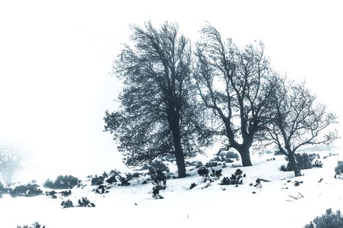 Free stock photo of cold, forest, freez Stock Photo