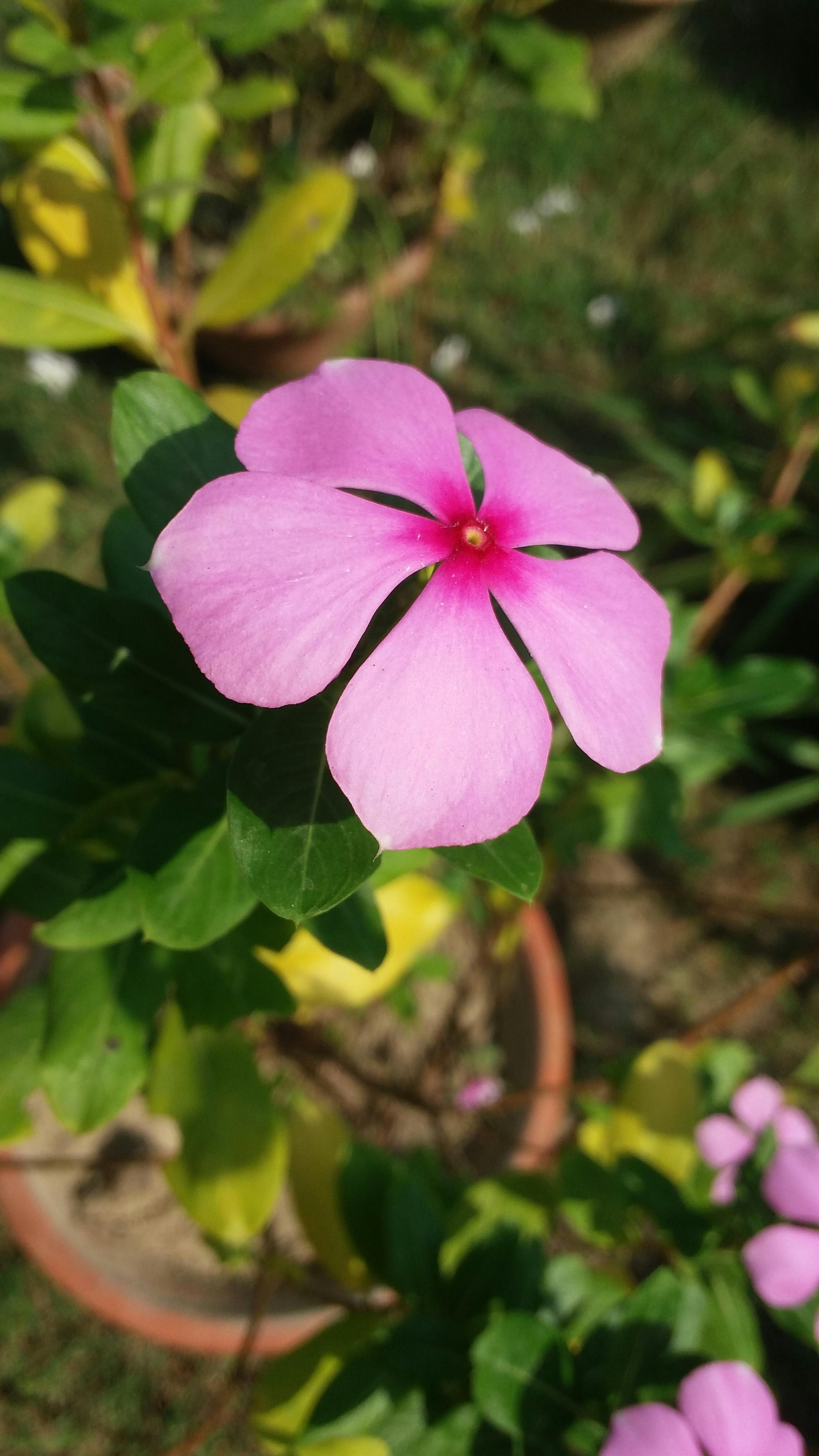 Free stock photo of beautiful  flowers  flower  single  flower 