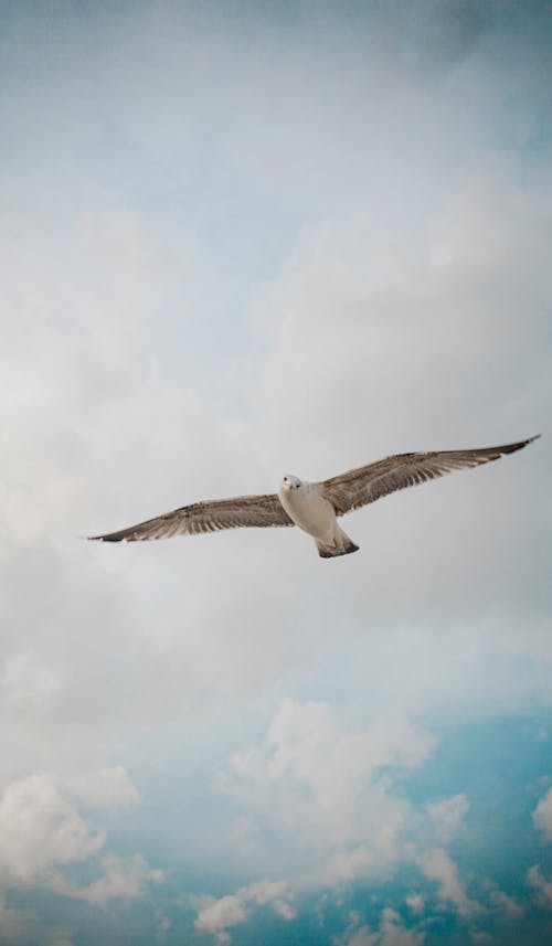 Close-up of a Flying Seagull 