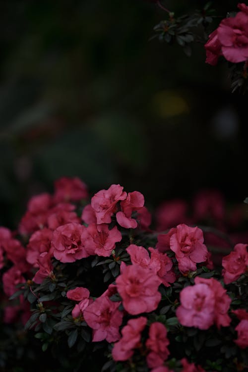 Ingyenes stockfotó függőleges lövés, közelkép, rózsaszín virágok témában