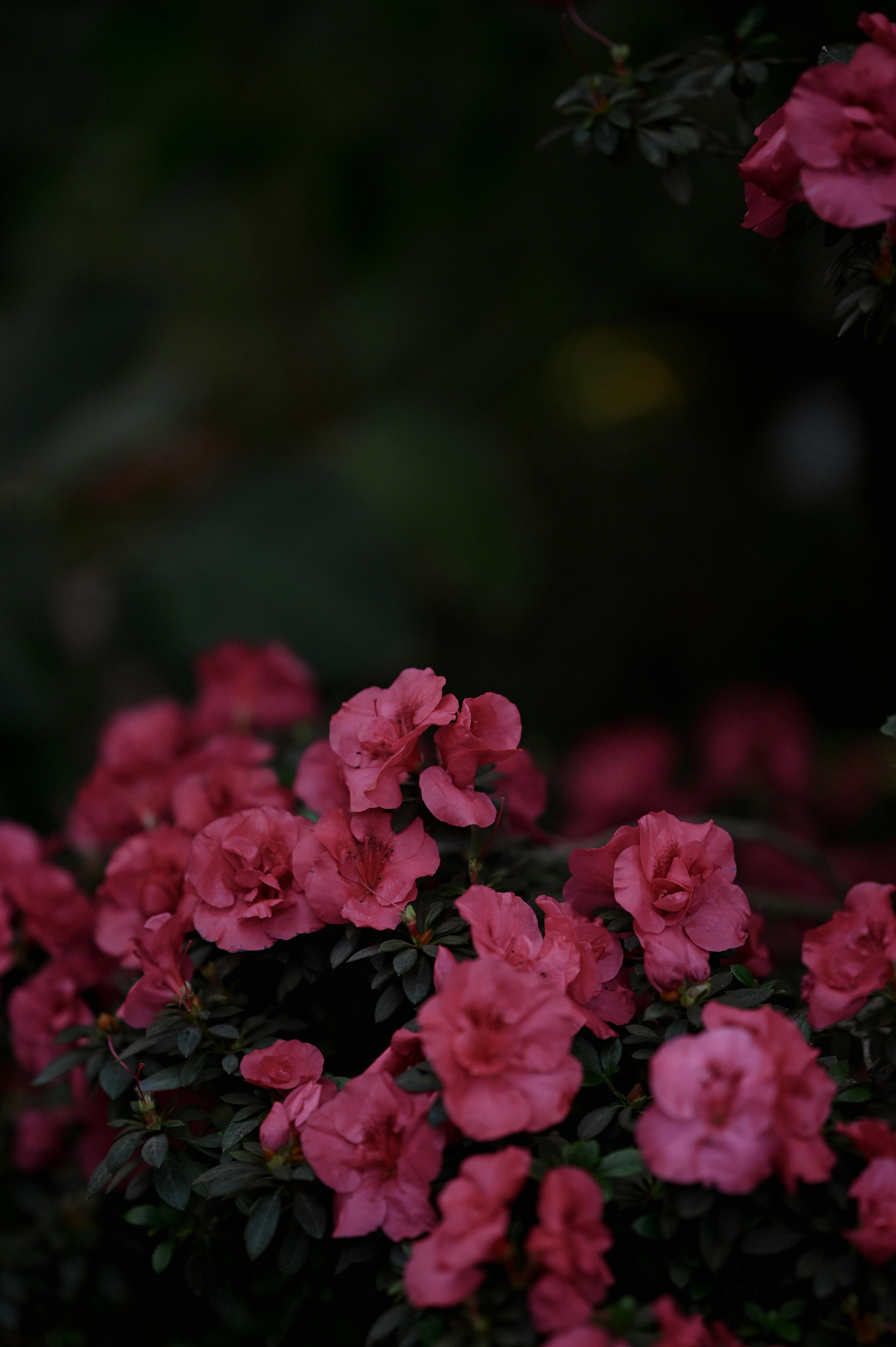 Rosas Blancas Y Negras · Foto de stock gratuita