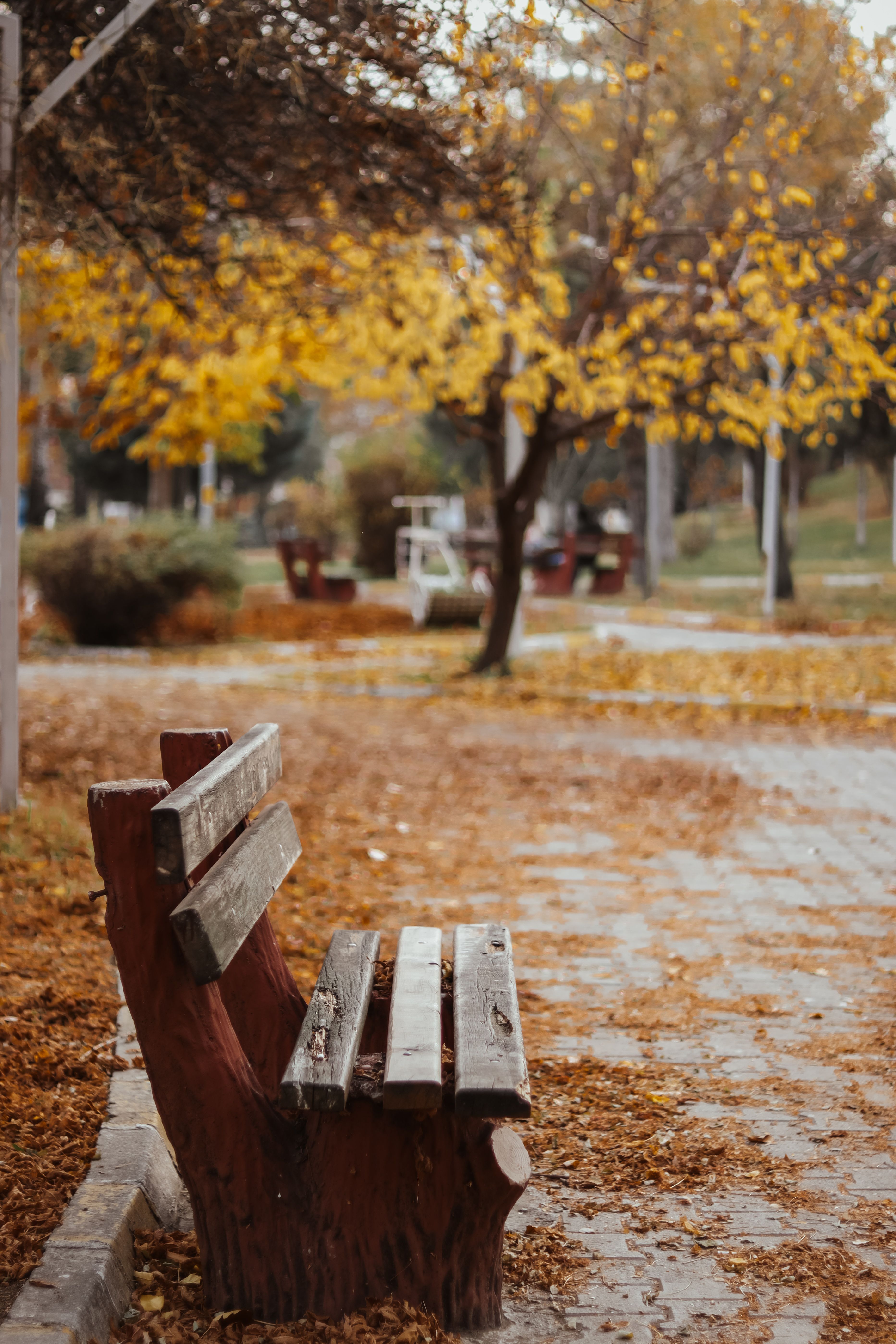 A Bench in the Park in Autumn · Free Stock Photo